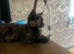 9 week old little girl