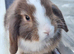 Mini lop buck born 08/06/2026. Ready now!