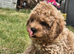 Stunning cavapoochon puppiu