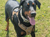 doberman