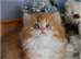 Unique longhair golden female BLH hy 11