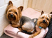 Female yorkshire terrier 4-years