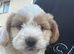 Beautiful fluffy cockapoo boy