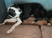 Border Collie needing a good home
