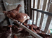Hi brid Goldline female pullets