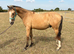Handsome Buckskin gelding
