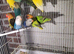 Lovebirds