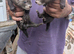 Ferrets for sale