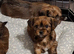 Yorkie / Biewer Terrier pups