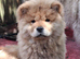 Chow chow