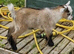 Pygmy Goat Kids PGC Registered