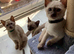 Adorable pedigree Tonkinese, mum and dad registered GCCF , both here.