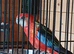 Rosellas