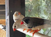 Young Zebra Finches
