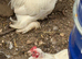 Stunning show quality white pekin trio one cockerel 2 hens