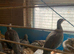 Chukar partridges