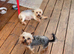 Mini GORGEOUS YORKSHIRE TERRIER GIRL – LOOKING FOR HER FOREVER HOME