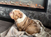 Female English bulldog