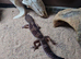 Beautiful leopard gecko babies x2