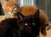 2 Beautiful Maine Coon Boys Looking for Love