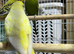 15 budgies
