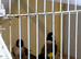 4 pair goldfinchs for sale 2025