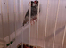 Java sparrows free
