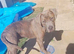 Gentle giant staff x cane corso