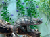 Special Offer Blue Bar Male Panther Chameleons at Birmingham Reptiles