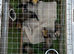 Working Ferrets for sale (Polecat Mix)