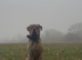 Chocolate merle mastiff
