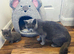 GCCF Registered Blue British Shorthair Boy