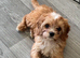 Stunning F1 cavapoos