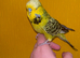 Exhibition male budgie tame