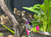 3 Week old Chicks for sale
