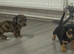 Beautiful Jackweenies for sale