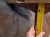 Very pretty 3yr filly