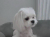Maltese korean