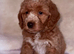 Australian labradoodles