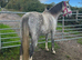 Beautiful grey 13.2 5yrs mare