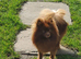 Rare! Merle Pomeranian puppies