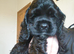 Stunning American Cocker Spaniel puppies