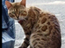 Leopard bendal cat MALE FOUND WADSHELF VILLGE AREA Been roaming there for over a month now but he's being looked after family & Sheffield cat shelter