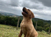 * ready now * gorgeous fox red Labrador puppies