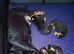 Lovely rotty pups
