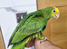 Hand reared baby double yellow headed amazon