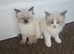 Ragdoll kittens female
