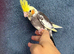 3 hand reared, tame cockatiels.