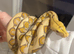 Pair of king snakes and a male Retic