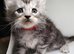 Maine Coon kittens for sale